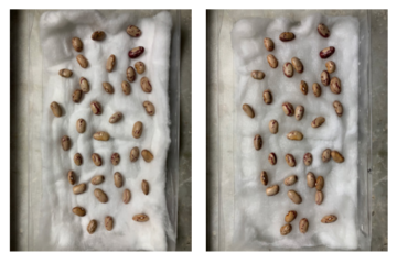 Germinazione Fagioli 1