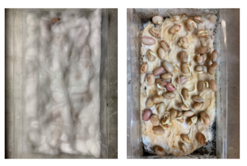 Germinazione Fagioli 2