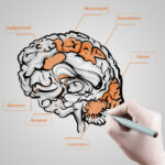 cervello-disegnato-con-aree